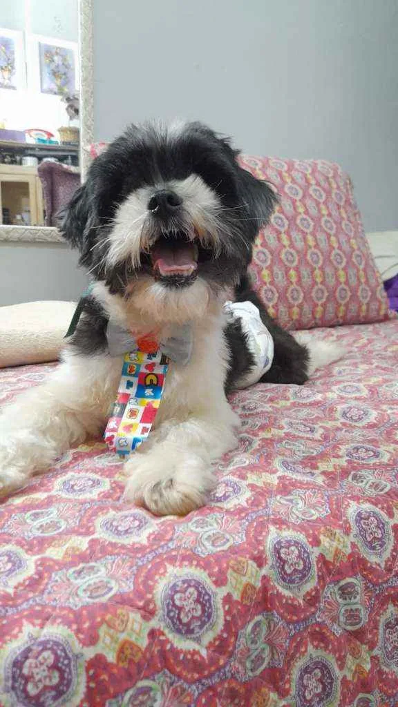 Cachorro ra a Lhasa apso idade 3 anos nome Bento