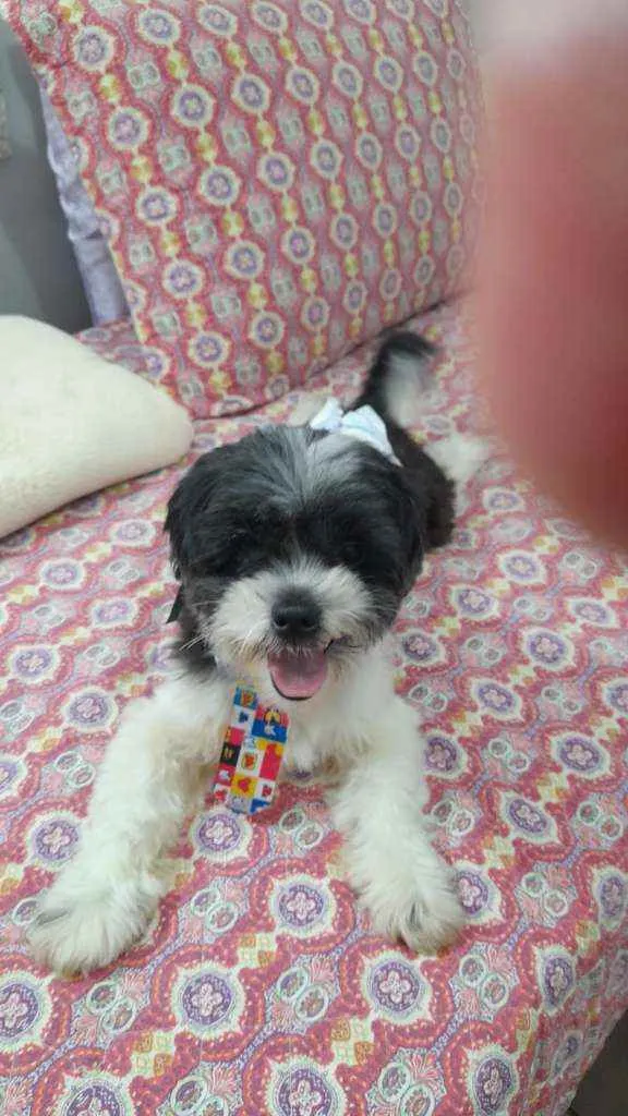 Cachorro ra a Lhasa apso idade 3 anos nome Bento