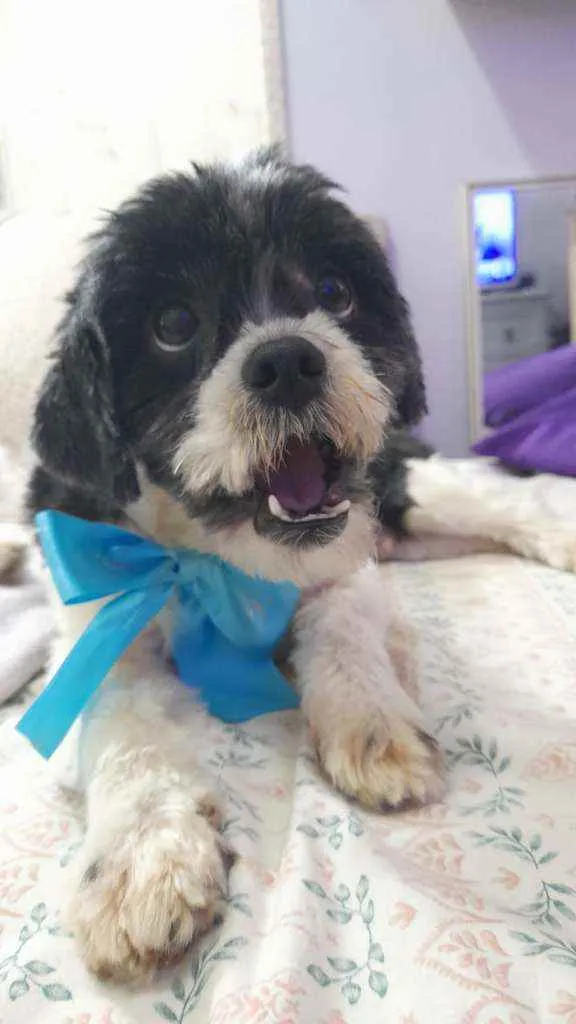 Cachorro ra a Lhasa apso idade 3 anos nome Bento