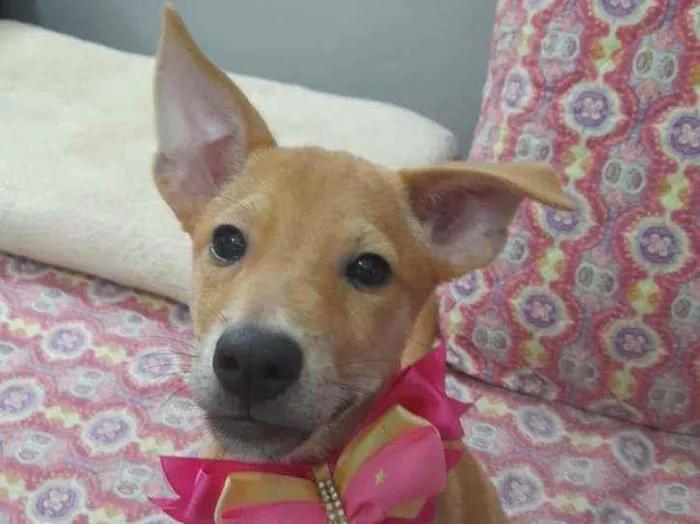 Cachorro ra a Srd idade 2 a 6 meses nome Juliete