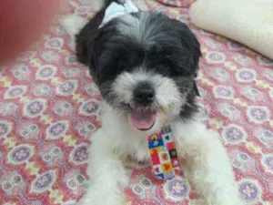 Cachorro raça Lhasa apso idade 3 anos nome Bento