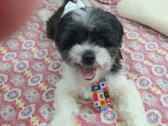 Cachorro ra a Lhasa apso idade 3 anos nome Bento