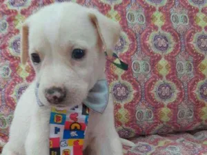 Cachorro raça Srd idade Abaixo de 2 meses nome Enzo