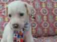 Enzo