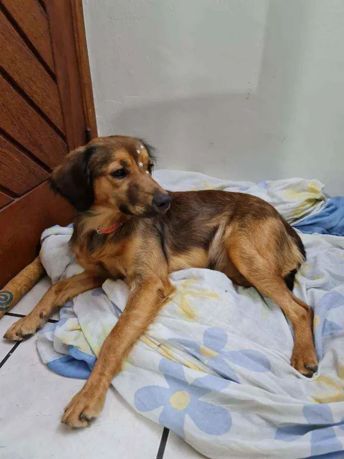 Cachorro ra a Não identificado  idade 2 a 6 meses nome Esperança de ter 