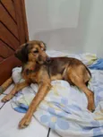 Esperança de ter