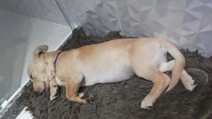 Cachorro ra a Indefinido  idade 2 a 6 meses nome June