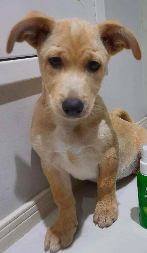 Cachorro ra a Indefinido  idade 2 a 6 meses nome June