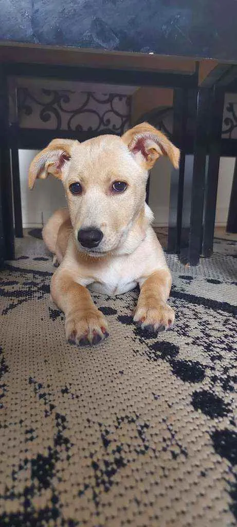 Cachorro ra a Indefinido  idade 2 a 6 meses nome June