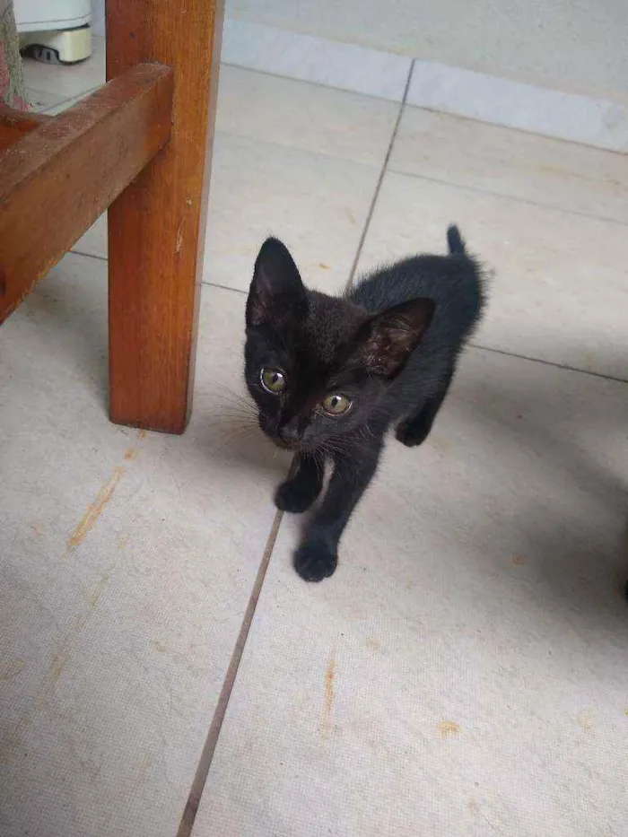 Gato ra a Vira-lata idade 2 a 6 meses nome Sem nome