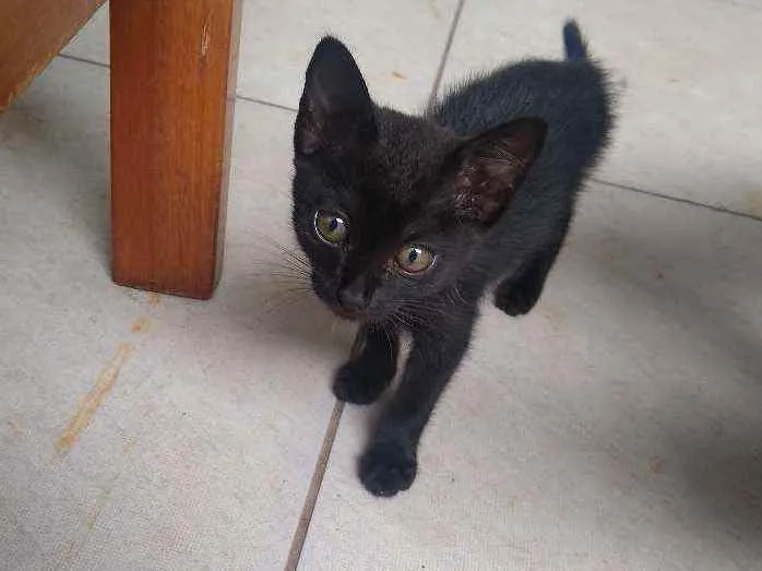 Gato ra a Vira-lata idade 2 a 6 meses nome Sem nome