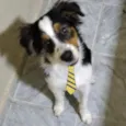 Bob 