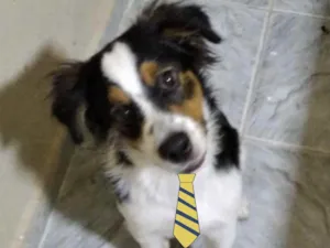 Cachorro raça Mestiço  idade 2 a 6 meses nome Bob 
