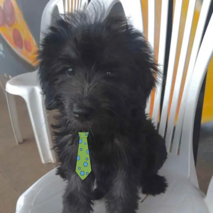 Cachorro ra a Mestiço  idade 2 a 6 meses nome Thor 
