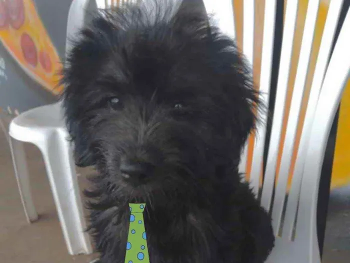 Cachorro ra a Mestiço  idade 2 a 6 meses nome Thor 