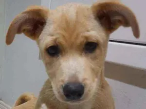 Cachorro raça Indefinido  idade 2 a 6 meses nome June