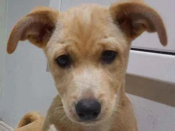 Cachorro ra a Indefinido  idade 2 a 6 meses nome June