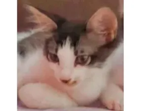 Gato raça Mestiço  idade 2 a 6 meses nome Pingo 