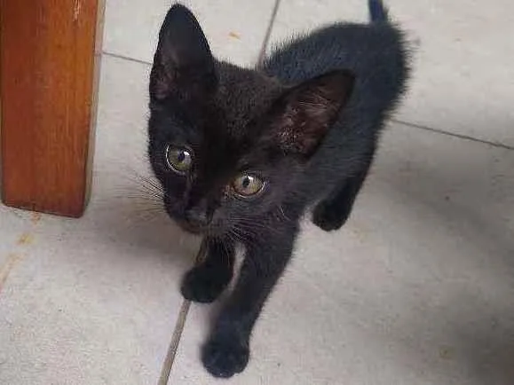 Gato ra a Vira-lata idade 2 a 6 meses nome Sem nome