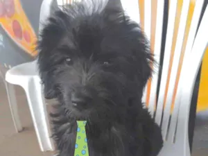 Cachorro raça Mestiço  idade 2 a 6 meses nome Thor 