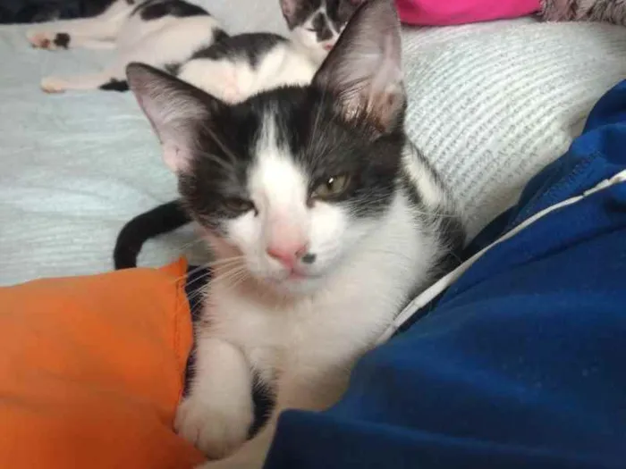 Gato raça SRD idade 2 a 6 meses nome Sullivan