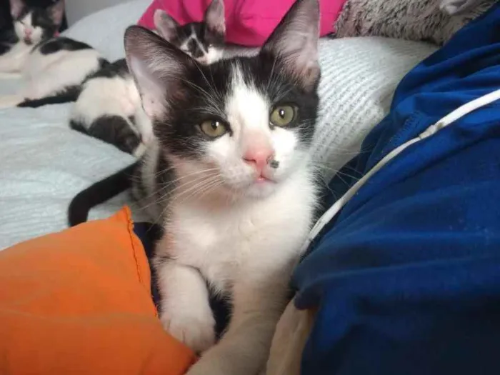 Gato raça SRD idade 2 a 6 meses nome Sullivan