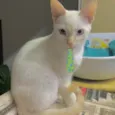 Floquinho 