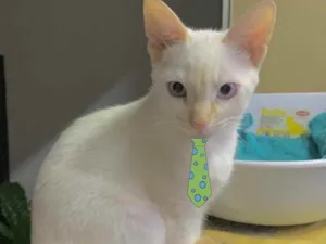 Gato raça Mestiço  idade 2 a 6 meses nome Floquinho 