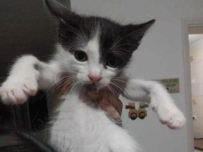 Gato raça SRD idade 2 a 6 meses nome Wazowski