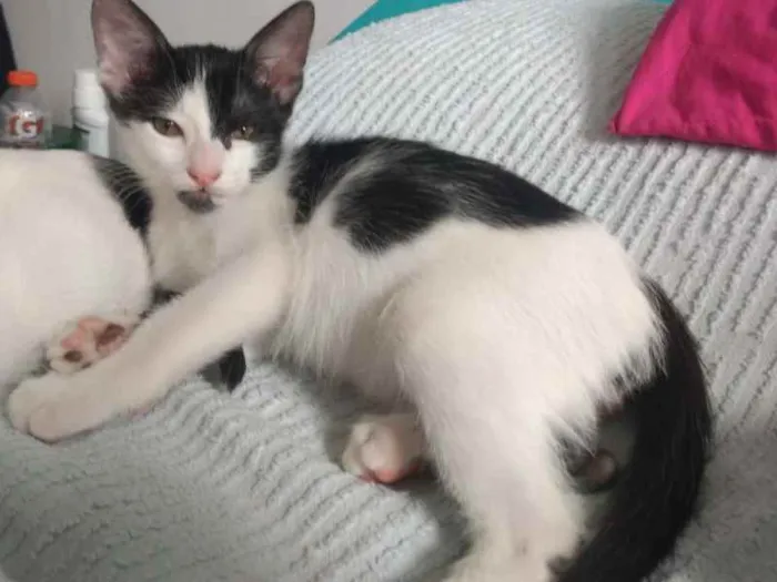 Gato raça SRD idade 2 a 6 meses nome Wazowski