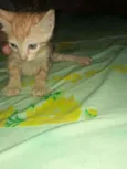 Morceguinho