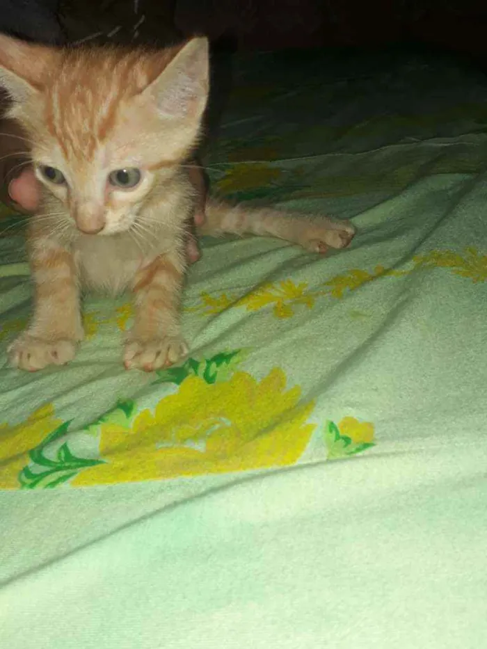 Gato raça Gato  idade Abaixo de 2 meses nome Morceguinho