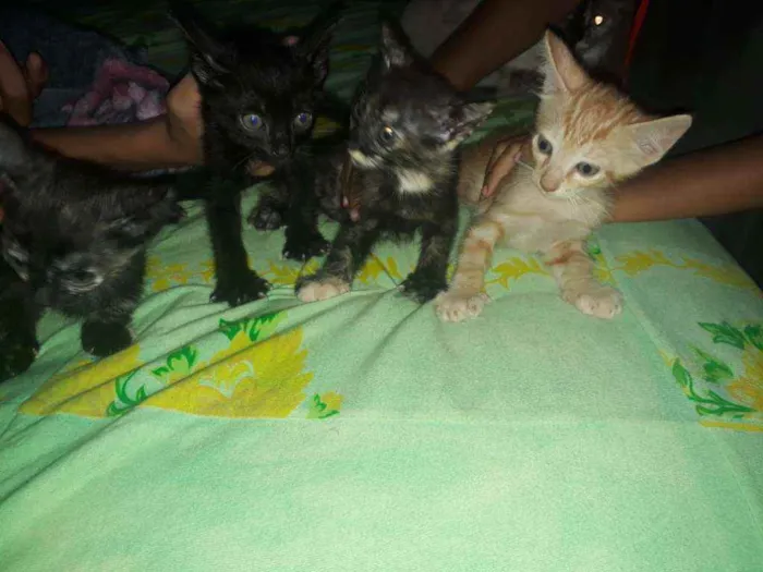 Gato raça Gato  idade Abaixo de 2 meses nome Morceguinho