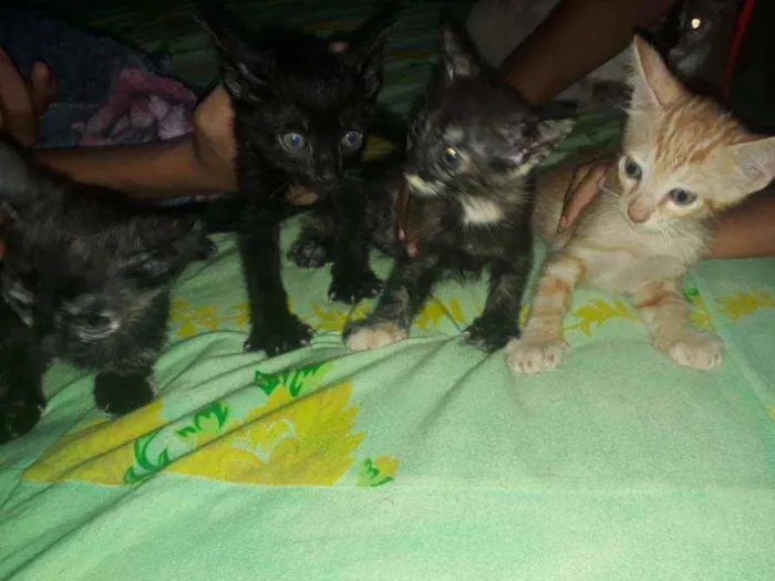 Gato raça Gato  idade Abaixo de 2 meses nome Morceguinho