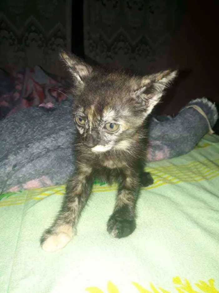Gato raça Gato  idade Abaixo de 2 meses nome Morceguinho