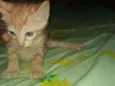 Morceguinho