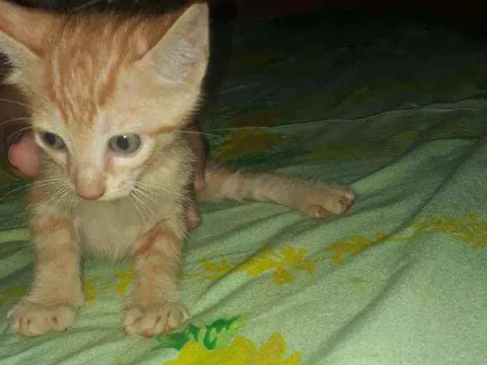Gato raça Gato  idade Abaixo de 2 meses nome Morceguinho