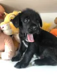 Cachorro raça SRD  idade Abaixo de 2 meses nome Sem nome