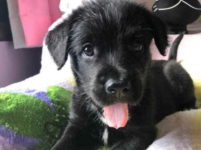 Cachorro raça SRD  idade Abaixo de 2 meses nome Sem nome