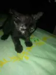 Morceguinho
