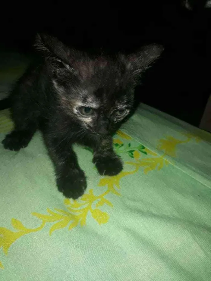 Gato raça Gato  idade Abaixo de 2 meses nome Morceguinho