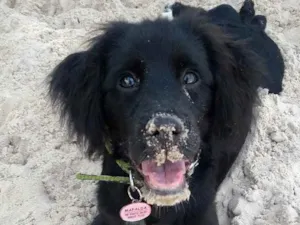 Cachorro raça Srd idade 2 a 6 meses nome Magali