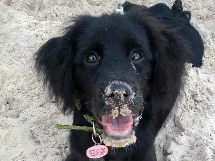 Cachorro ra a Srd idade 2 a 6 meses nome Magali