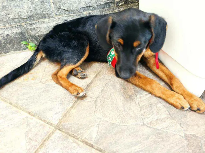 Cachorro ra a Indefinida idade 2 a 6 meses nome Não tem nome