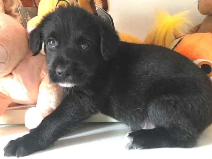 Cachorro raça SRD  idade Abaixo de 2 meses nome Sem nome