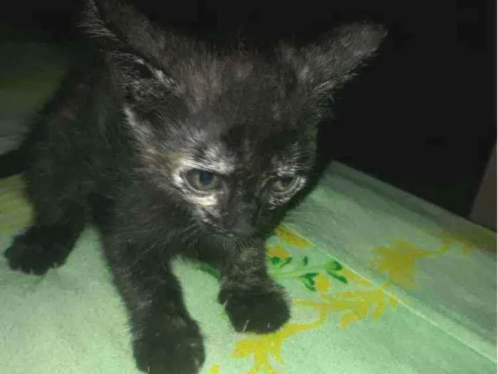 Gato raça Gato  idade Abaixo de 2 meses nome Morceguinho