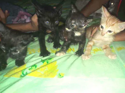Gato raça Gato  idade Abaixo de 2 meses nome Morceguinho