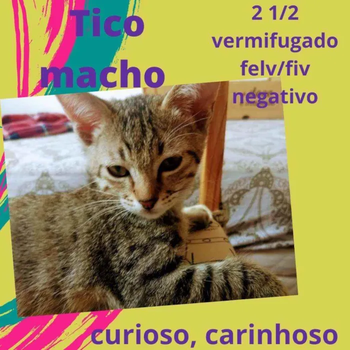 Gato ra a Srd idade 2 a 6 meses nome Tico