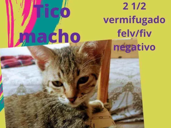 Gato ra a Srd idade 2 a 6 meses nome Tico