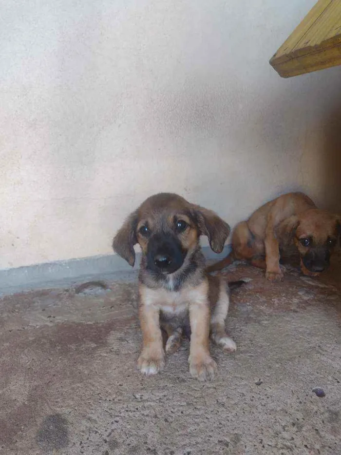 Cachorro ra a Viralata idade Abaixo de 2 meses nome Batatinha